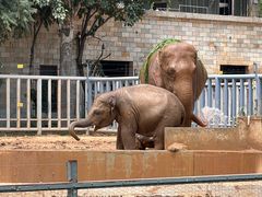 -石家庄市动物园