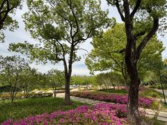 -新江湾城公园