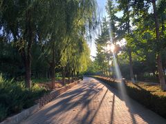 -大兴滨河森林公园