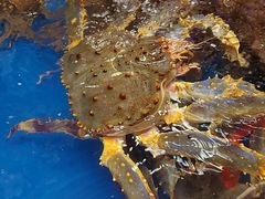 -盒马鲜生(龙德广场店)