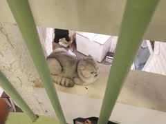 -有猫主题·治愈系猫咖(曾厝垵店)