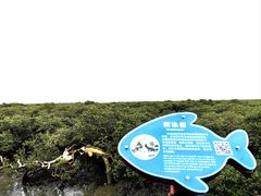 -北海金海湾红树林生态旅游区