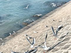 想说一堆鸽子 后来发现是海鸥-栈桥景区