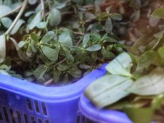 -老味道1992(武当山店)