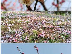 -白塘生态植物园