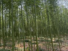 -黄海国家森林公园