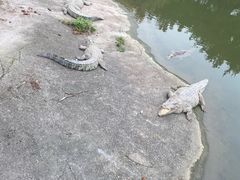 -广州长隆飞鸟乐园