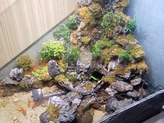 -菌子鲜汤野生菌锅