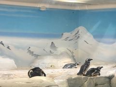 -上海海洋水族馆