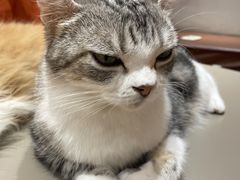-MOCHA明星猫咖(田子坊店)