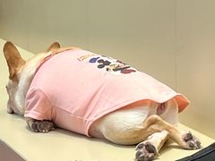 -和它·交个朋友·狗咖猫咖(爱琴海店)