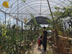 -马陆小张葡萄园农家乐