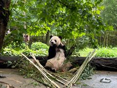 -都江堰中华大熊猫苑