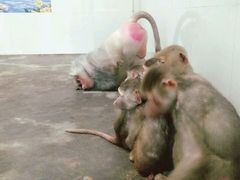 -西安秦岭野生动物园