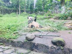 -都江堰中华大熊猫苑