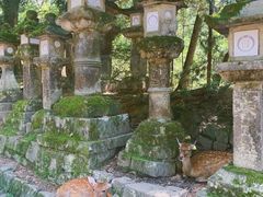 -奈良公园