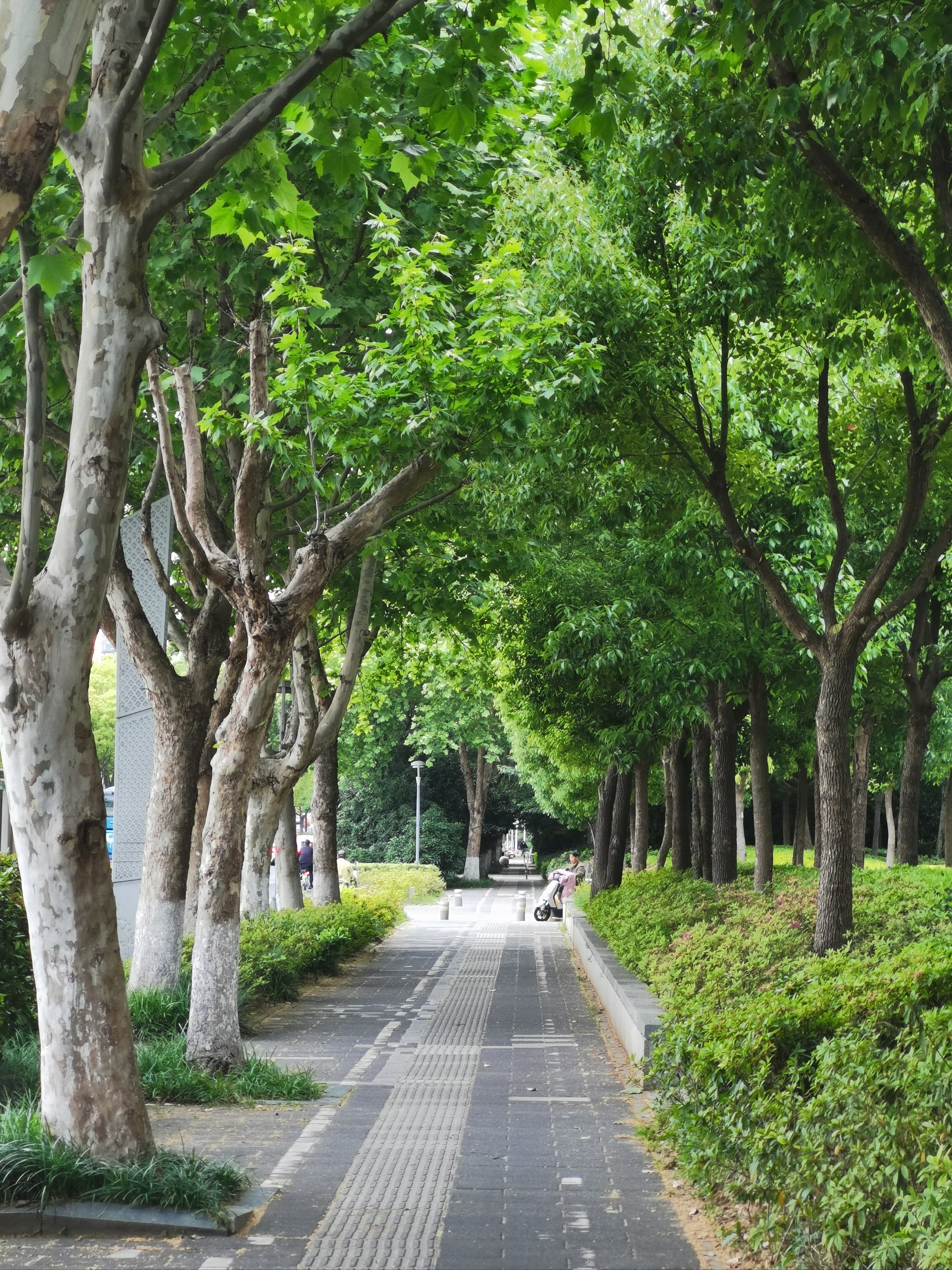 林荫大道高清壁纸图片