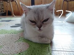 -猫的茶·猫咖