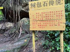 -莫里热带雨林景区