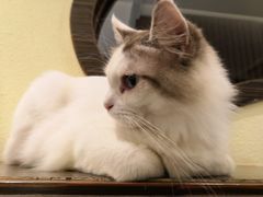 -more than meow吴止猫主题餐厅(承德 中船汇店)