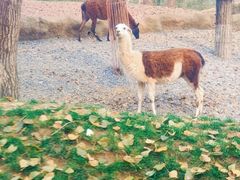 -北京野生动物园