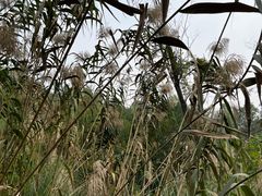 -西湖风景区-江洋畈生态公园