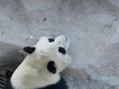 -上海野生动物园