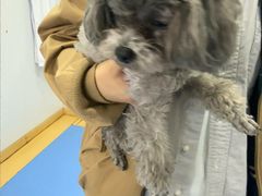 -天使宠物医院·犬猫分诊(彩虹店)