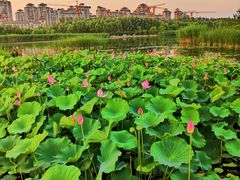 -马家湾湿地公园