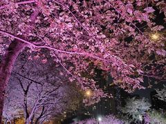 -西北湖绿化广场