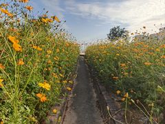 -玫瑰海岸文化旅游度假区