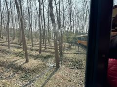 -合肥滨湖国家森林公园