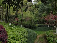 -杭州半山国家森林公园