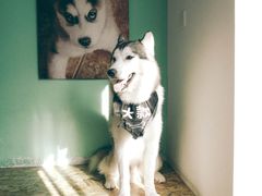 -Husky Go! 哈士奇体验馆·宠物咖啡厅狗咖