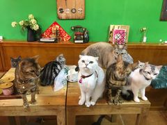 -李小姐の猫咖啡馆(五角场店)