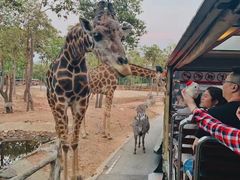 -清迈夜间动物园