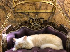 -more than meow吴止猫主题餐厅(承德 中船汇店)