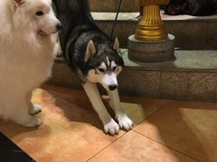 -more than meow吴止猫主题餐厅(承德 中船汇店)