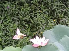 -文华公园(禅城区)