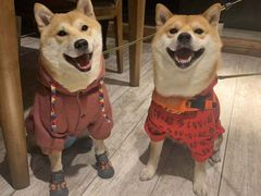 -百好乐宠物友好餐厅(朝外大街店)