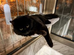 -纳吉亚猫专科动物医院·北北分院