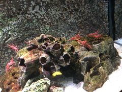 -暹罗海洋世界