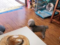 -志龙皇冠吃货椰子铺