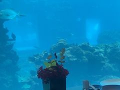 -海棠湾洲际-涛·海底餐厅·美人鱼·自助餐·海底隧道