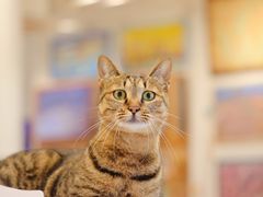 -猫的天空之城概念书店(杭州南宋御街店)