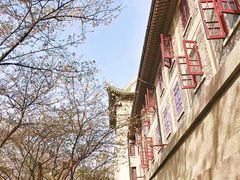 -武汉大学-樱园