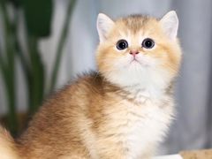 -Bastet sally猫舍购宠(静安店)