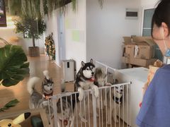 -Husky Go! 哈士奇体验馆·宠物咖啡厅狗咖