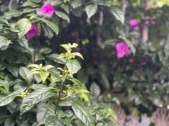 -一棵树·意大利西餐厅One Tree(新城店)