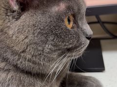 -瑞鹏宠物医院·普外科·影像科·皮肤科(城市山谷分院)